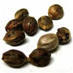 Семена марихуаны АК-47  (Seeds AK-47) в Алдане